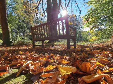 Park bench on a sunny day, inviting moments of quiet reflection and mindfulness.