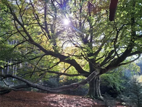 Large tree standing tall, representing resilience and grounded growth in psychotherapy.